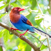 Sri Lanka Blue-Magpie